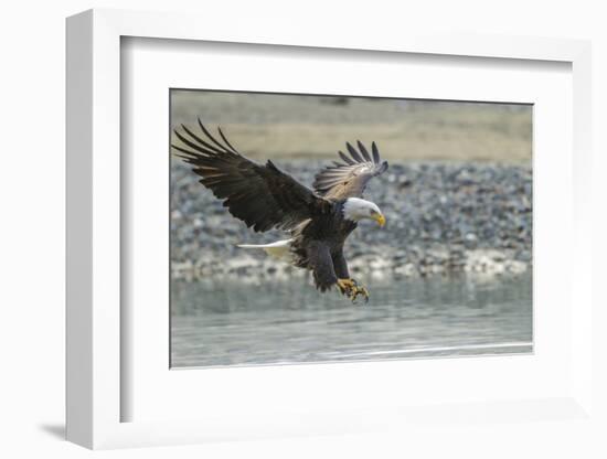 USA, Alaska, Chilkat Bald Eagle Preserve, bald eagle, landing-Jaynes Gallery-Framed Photographic Print