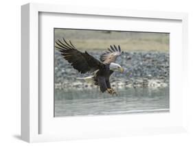 USA, Alaska, Chilkat Bald Eagle Preserve, bald eagle, landing-Jaynes Gallery-Framed Photographic Print