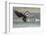 USA, Alaska, Chilkat Bald Eagle Preserve, bald eagle, landing-Jaynes Gallery-Framed Photographic Print