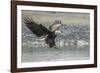 USA, Alaska, Chilkat Bald Eagle Preserve, bald eagle, landing-Jaynes Gallery-Framed Photographic Print