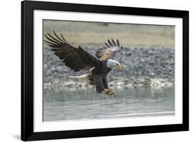 USA, Alaska, Chilkat Bald Eagle Preserve, bald eagle, landing-Jaynes Gallery-Framed Photographic Print