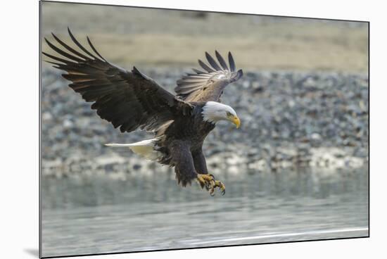 USA, Alaska, Chilkat Bald Eagle Preserve, bald eagle, landing-Jaynes Gallery-Mounted Photographic Print