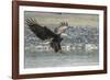 USA, Alaska, Chilkat Bald Eagle Preserve, bald eagle, landing-Jaynes Gallery-Framed Photographic Print