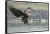 USA, Alaska, Chilkat Bald Eagle Preserve, bald eagle, landing-Jaynes Gallery-Framed Stretched Canvas
