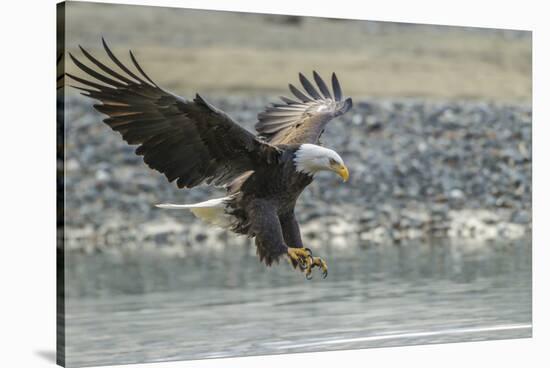 USA, Alaska, Chilkat Bald Eagle Preserve, bald eagle, landing-Jaynes Gallery-Stretched Canvas
