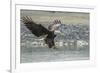 USA, Alaska, Chilkat Bald Eagle Preserve, bald eagle, landing-Jaynes Gallery-Framed Photographic Print