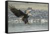 USA, Alaska, Chilkat Bald Eagle Preserve, bald eagle, landing-Jaynes Gallery-Framed Stretched Canvas