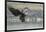 USA, Alaska, Chilkat Bald Eagle Preserve, bald eagle, landing-Jaynes Gallery-Framed Photographic Print