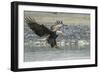 USA, Alaska, Chilkat Bald Eagle Preserve, bald eagle, landing-Jaynes Gallery-Framed Photographic Print