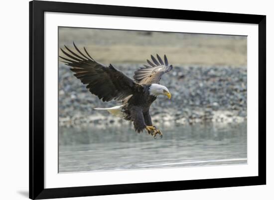 USA, Alaska, Chilkat Bald Eagle Preserve, bald eagle, landing-Jaynes Gallery-Framed Premium Photographic Print