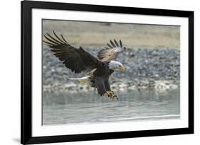 USA, Alaska, Chilkat Bald Eagle Preserve, bald eagle, landing-Jaynes Gallery-Framed Premium Photographic Print