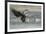 USA, Alaska, Chilkat Bald Eagle Preserve, bald eagle, landing-Jaynes Gallery-Framed Premium Photographic Print