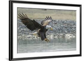 USA, Alaska, Chilkat Bald Eagle Preserve, bald eagle, landing-Jaynes Gallery-Framed Premium Photographic Print