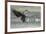 USA, Alaska, Chilkat Bald Eagle Preserve, bald eagle, landing-Jaynes Gallery-Framed Premium Photographic Print