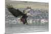 USA, Alaska, Chilkat Bald Eagle Preserve, bald eagle, landing-Jaynes Gallery-Mounted Premium Photographic Print