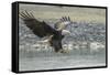 USA, Alaska, Chilkat Bald Eagle Preserve, bald eagle, landing-Jaynes Gallery-Framed Stretched Canvas