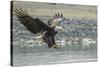 USA, Alaska, Chilkat Bald Eagle Preserve, bald eagle, landing-Jaynes Gallery-Stretched Canvas