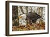 USA, Alaska, Chilkat Bald Eagle Preserve. Bald Eagle on Ground-Cathy & Gordon Illg-Framed Photographic Print