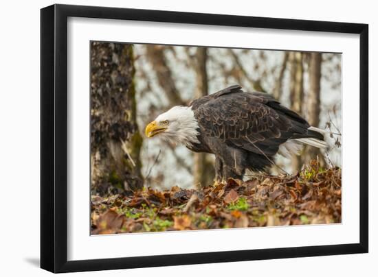 USA, Alaska, Chilkat Bald Eagle Preserve. Bald Eagle on Ground-Cathy & Gordon Illg-Framed Photographic Print