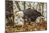 USA, Alaska, Chilkat Bald Eagle Preserve. Bald Eagle on Ground-Cathy & Gordon Illg-Mounted Photographic Print