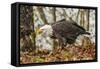 USA, Alaska, Chilkat Bald Eagle Preserve. Bald Eagle on Ground-Cathy & Gordon Illg-Framed Stretched Canvas