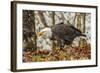 USA, Alaska, Chilkat Bald Eagle Preserve. Bald Eagle on Ground-Cathy & Gordon Illg-Framed Photographic Print