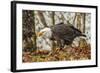 USA, Alaska, Chilkat Bald Eagle Preserve. Bald Eagle on Ground-Cathy & Gordon Illg-Framed Photographic Print