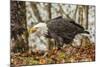 USA, Alaska, Chilkat Bald Eagle Preserve. Bald Eagle on Ground-Cathy & Gordon Illg-Mounted Photographic Print