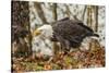 USA, Alaska, Chilkat Bald Eagle Preserve. Bald Eagle on Ground-Cathy & Gordon Illg-Stretched Canvas