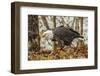 USA, Alaska, Chilkat Bald Eagle Preserve. Bald Eagle on Ground-Cathy & Gordon Illg-Framed Photographic Print