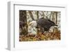 USA, Alaska, Chilkat Bald Eagle Preserve. Bald Eagle on Ground-Cathy & Gordon Illg-Framed Photographic Print