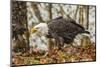 USA, Alaska, Chilkat Bald Eagle Preserve. Bald Eagle on Ground-Cathy & Gordon Illg-Mounted Photographic Print