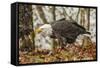 USA, Alaska, Chilkat Bald Eagle Preserve. Bald Eagle on Ground-Cathy & Gordon Illg-Framed Stretched Canvas