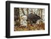USA, Alaska, Chilkat Bald Eagle Preserve. Bald eagle on ground.-Jaynes Gallery-Framed Photographic Print