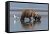 USA, Alaska, Clark River, Brown Bear and Cubs-Gavriel Jecan-Framed Stretched Canvas