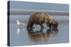 USA, Alaska, Clark River, Brown Bear and Cubs-Gavriel Jecan-Stretched Canvas