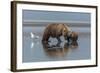 USA, Alaska, Clark River, Brown Bear and Cubs-Gavriel Jecan-Framed Photographic Print