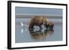 USA, Alaska, Clark River, Brown Bear and Cubs-Gavriel Jecan-Framed Photographic Print