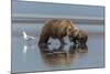 USA, Alaska, Clark River, Brown Bear and Cubs-Gavriel Jecan-Mounted Photographic Print