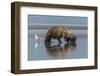 USA, Alaska, Clark River, Brown Bear and Cubs-Gavriel Jecan-Framed Photographic Print