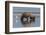 USA, Alaska, Clark River, Brown Bear and Cubs-Gavriel Jecan-Framed Photographic Print