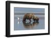 USA, Alaska, Clark River, Brown Bear and Cubs-Gavriel Jecan-Framed Photographic Print