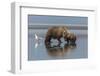 USA, Alaska, Clark River, Brown Bear and Cubs-Gavriel Jecan-Framed Photographic Print