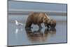 USA, Alaska, Clark River, Brown Bear and Cubs-Gavriel Jecan-Mounted Photographic Print