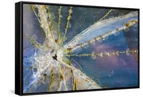USA, Alaska. Cracked auto glass.-Jaynes Gallery-Framed Stretched Canvas