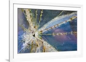 USA, Alaska. Cracked auto glass.-Jaynes Gallery-Framed Premium Photographic Print