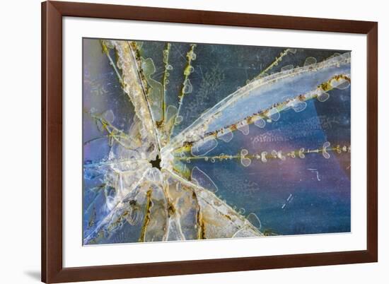 USA, Alaska. Cracked auto glass.-Jaynes Gallery-Framed Premium Photographic Print