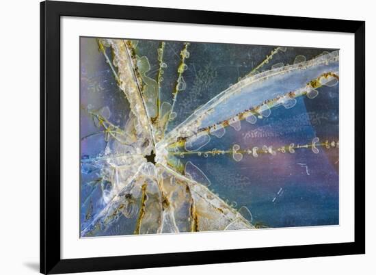 USA, Alaska. Cracked auto glass.-Jaynes Gallery-Framed Premium Photographic Print
