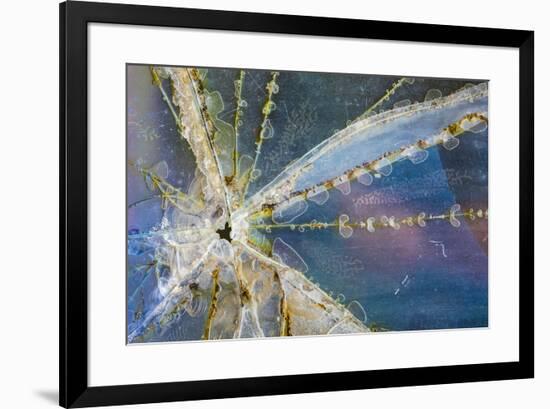 USA, Alaska. Cracked auto glass.-Jaynes Gallery-Framed Premium Photographic Print