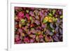 USA, Alaska, Dalton Highway. Alpine bearberry and crowberry.-Jaynes Gallery-Framed Photographic Print